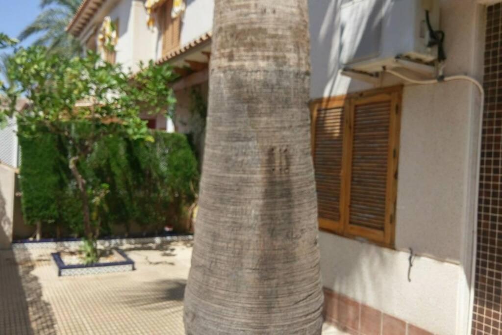 La Casa De La Palmera Lejlighed Torrevieja Eksteriør billede