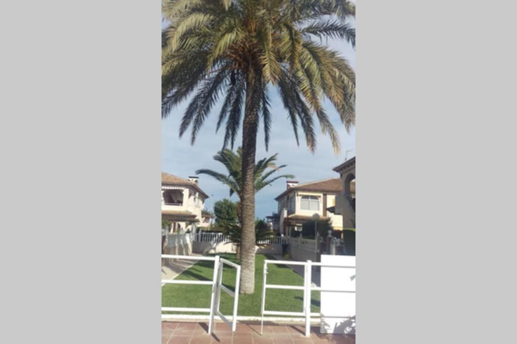 La Casa De La Palmera Lejlighed Torrevieja Eksteriør billede